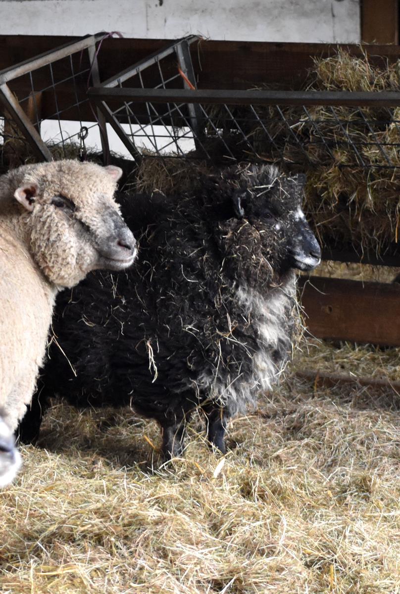 Sheep in a stall at Windmill Hill City Farm, with a hay-filled manger.